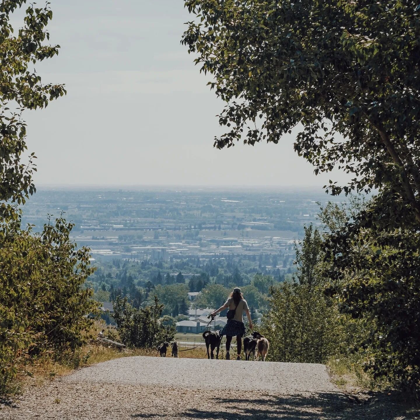 Another day, another &quot;yOu GoT yOuR hAnDs FuLl&quot;
-
Full hands and full heart ❤️
-
Welcoming new pack members in NW Calgary. 🐾❤️
-
#yyc #yycdogs #calgarydogs #yycdoglife #calgarydoglife #yycdogwalkers #calgarydogwalkers #dogwalkersofcalgary #