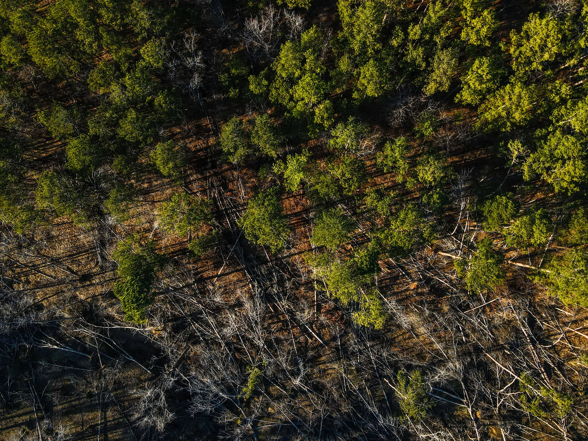 Drawdown Georgia Business Compact and Partners to Establish State-Specific Forest Carbon Exchange