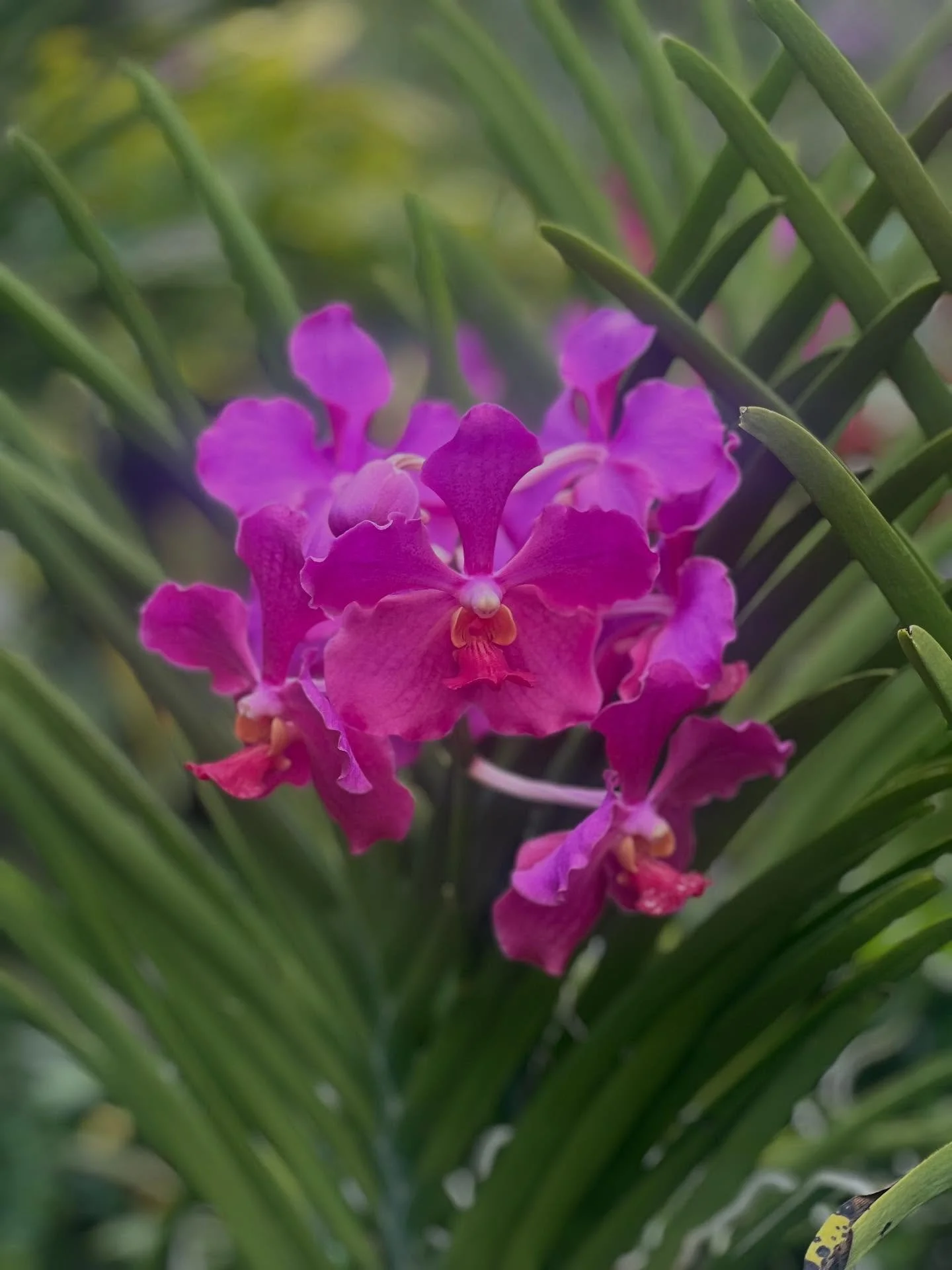 At the extraordinary National Orchid Garden #singaporbotanicgarden