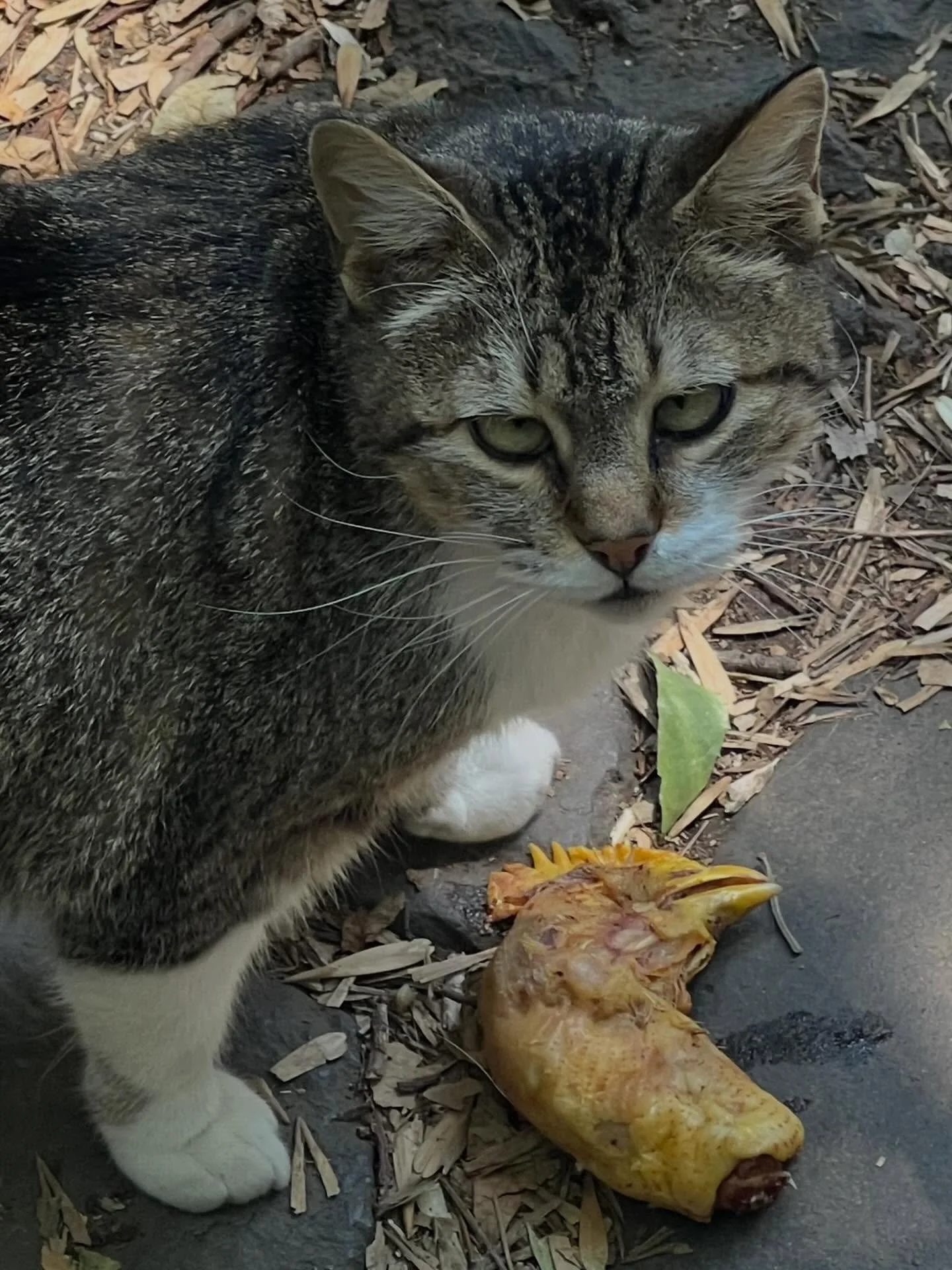 Week before last in #tepotzotl&aacute;n&hellip;