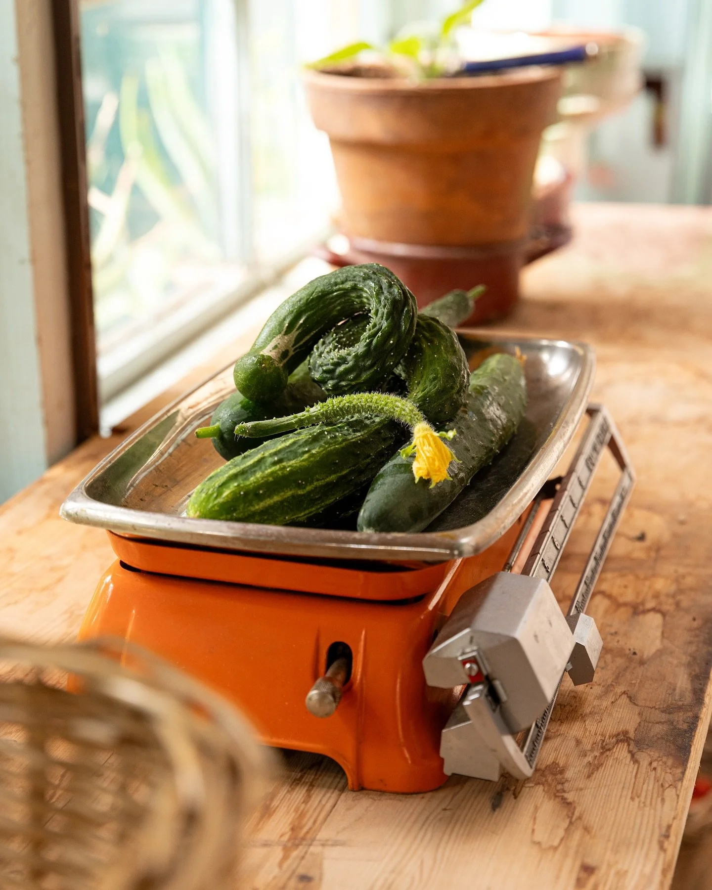 Ready to dine @dirndln_am_feld ! 🍅🥬🌶️ Wir haben diesen Sonntag mit Vorbereitungen und Testkochen f&uuml;r unser Harvest &amp; Feast Event kommendes Wochenende verbracht &ndash; Ein paar Behind the scenes - was wir schon verraten k&ouml;nnen - es w