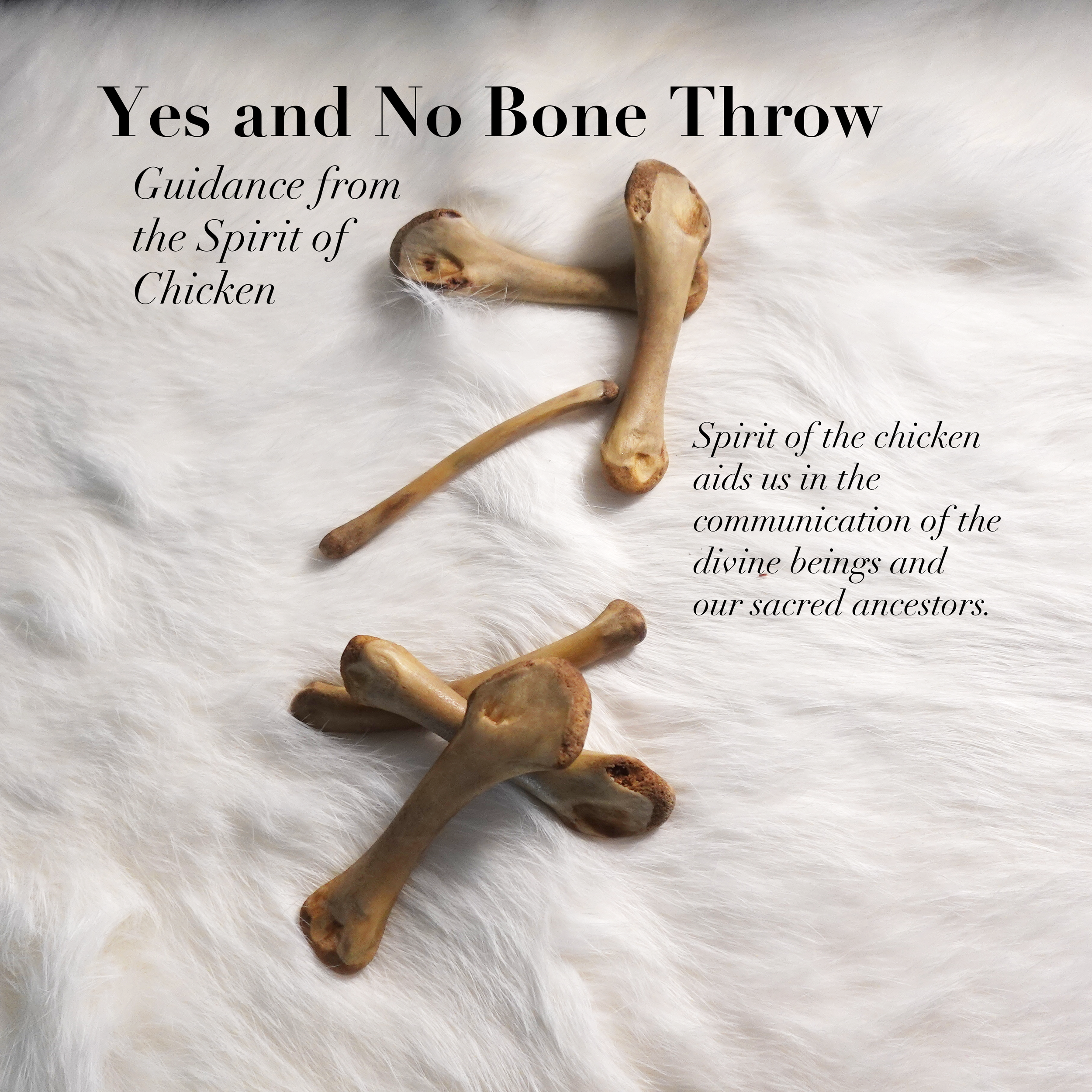 yes no bone throw chicken.png