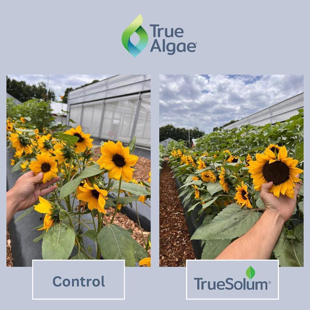 We&rsquo;re always excited to share the latest (and most impressive) results you!
&nbsp;
Check out this comparison between two parcels of sunflowers, one treated with TrueSolum and one without. The difference is clear - the sunflowers treated with Tr