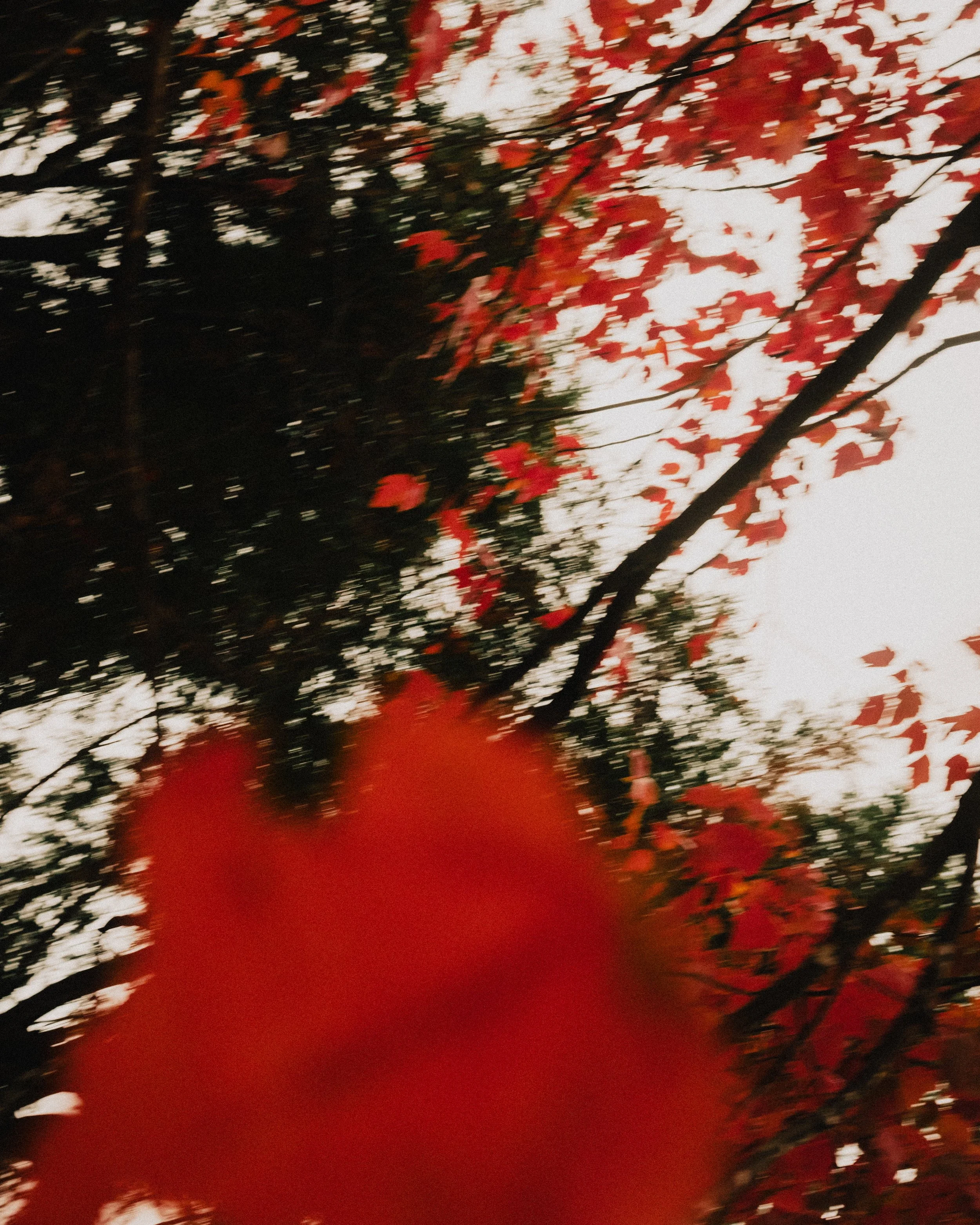 Fall Day October 21 23' At Mom and Dads-2.jpg