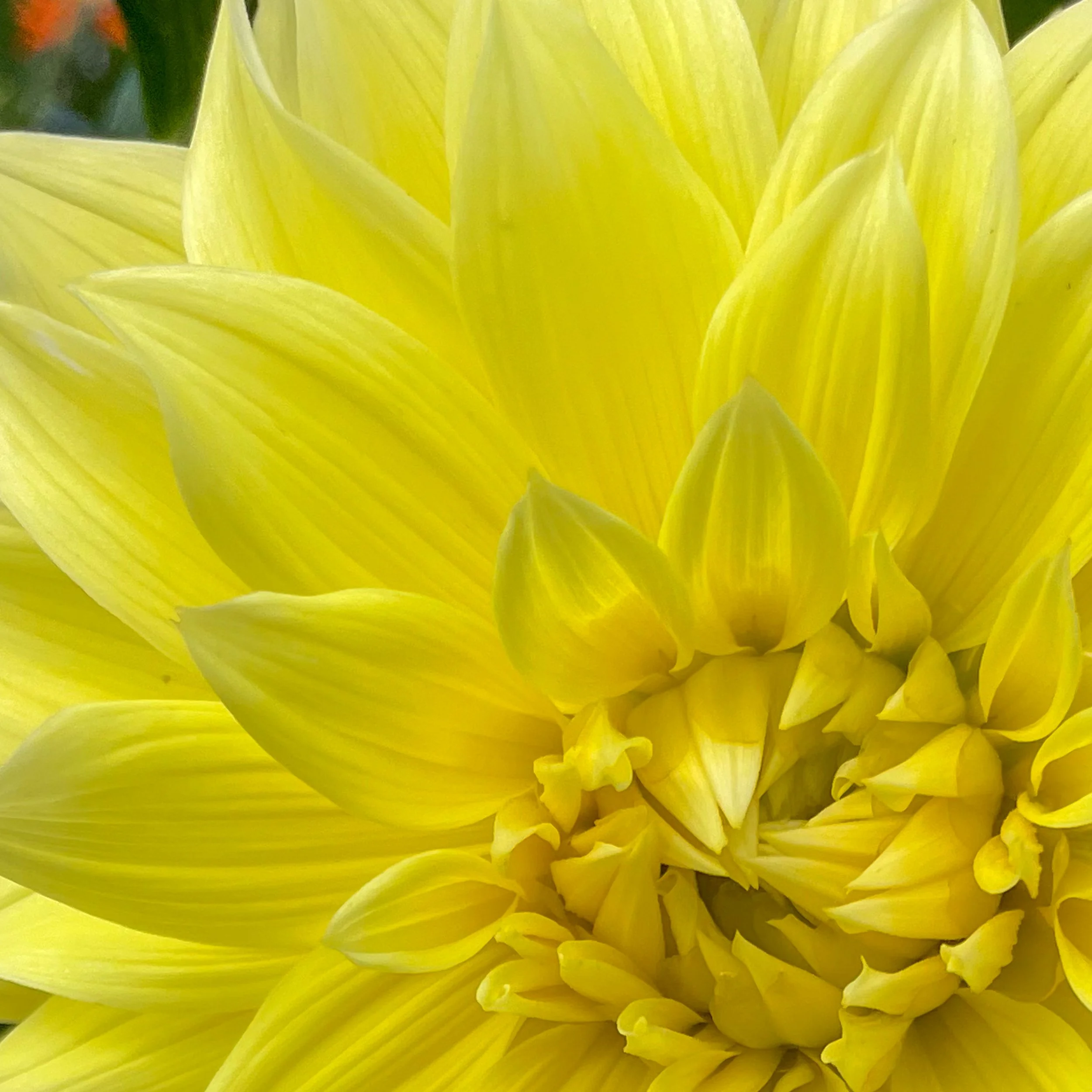 Parakeet Dahlia Tuber — Anthology Farm