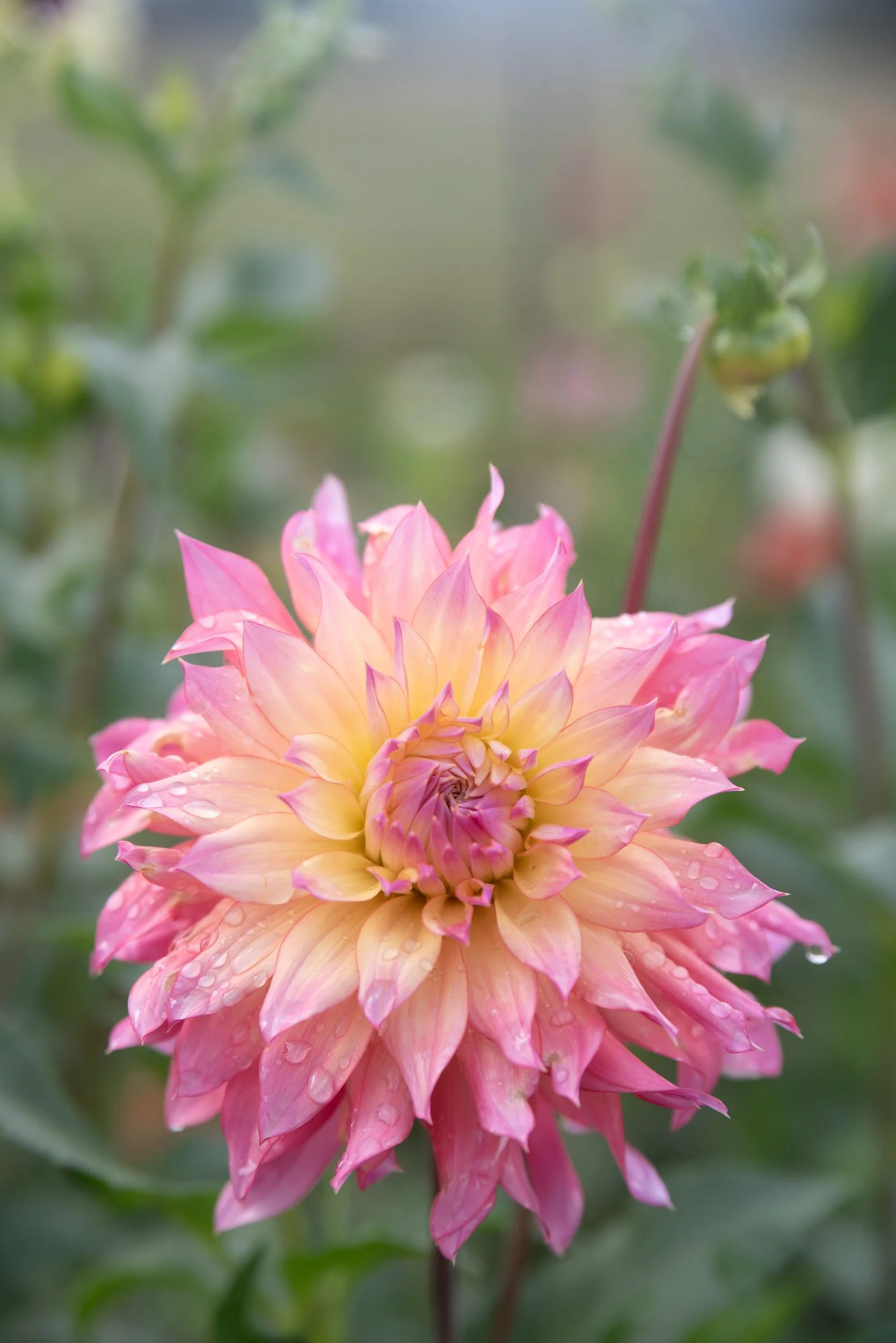 Parakeet Dahlia Tuber — Anthology Farm