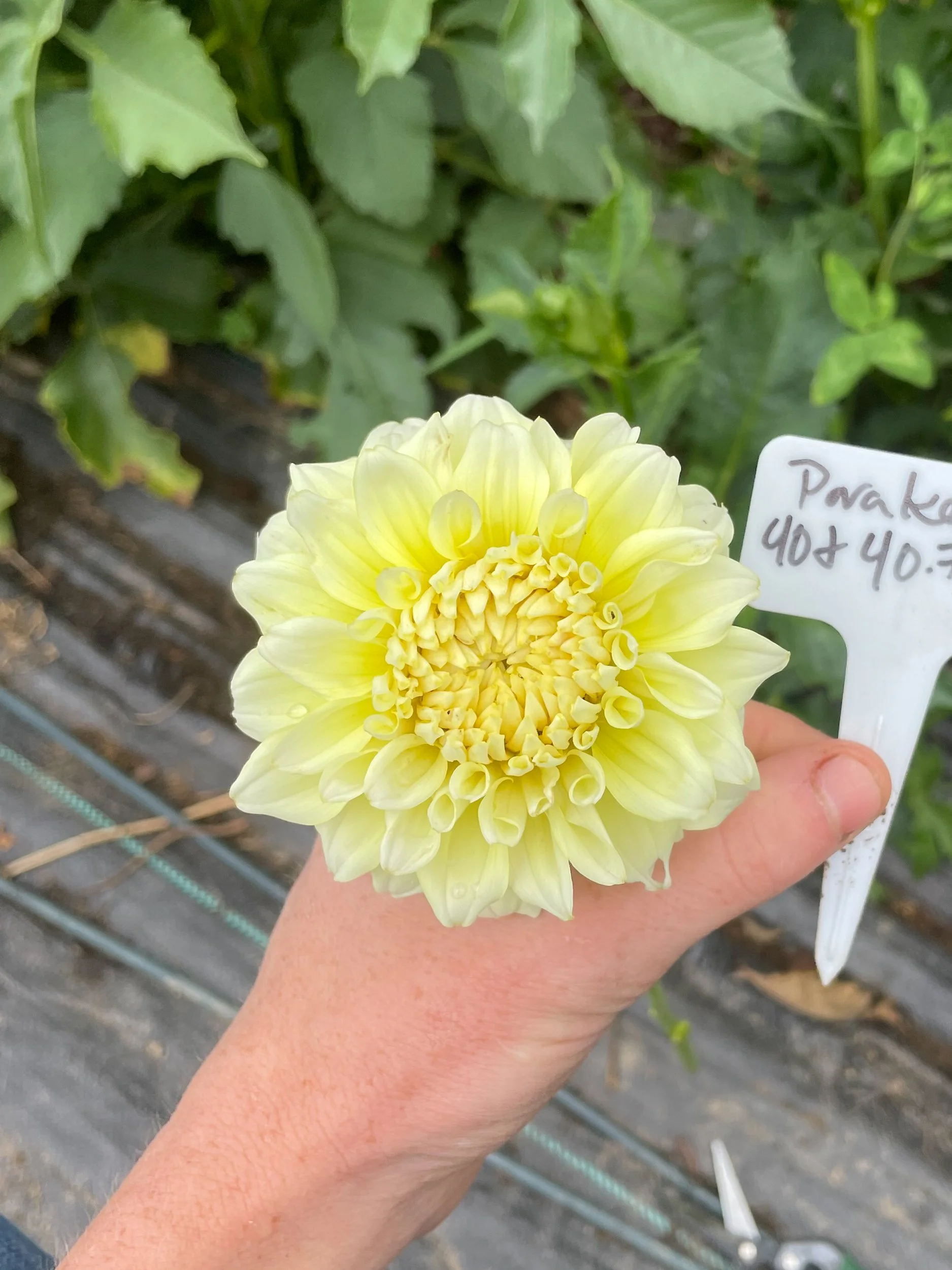 Parakeet Dahlia Tuber — Anthology Farm