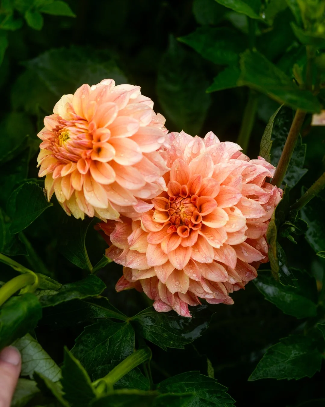 KAMJ Seedling W2-8.jpg