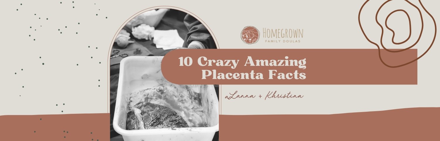 10 Crazy Amazing Placenta Facts