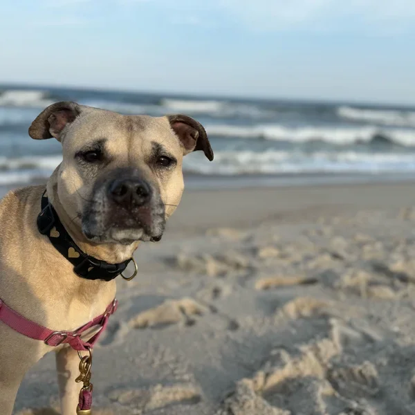 Senior dog at the beach feeling great because of her care at Naturopawthic Veterinary Wellness Center