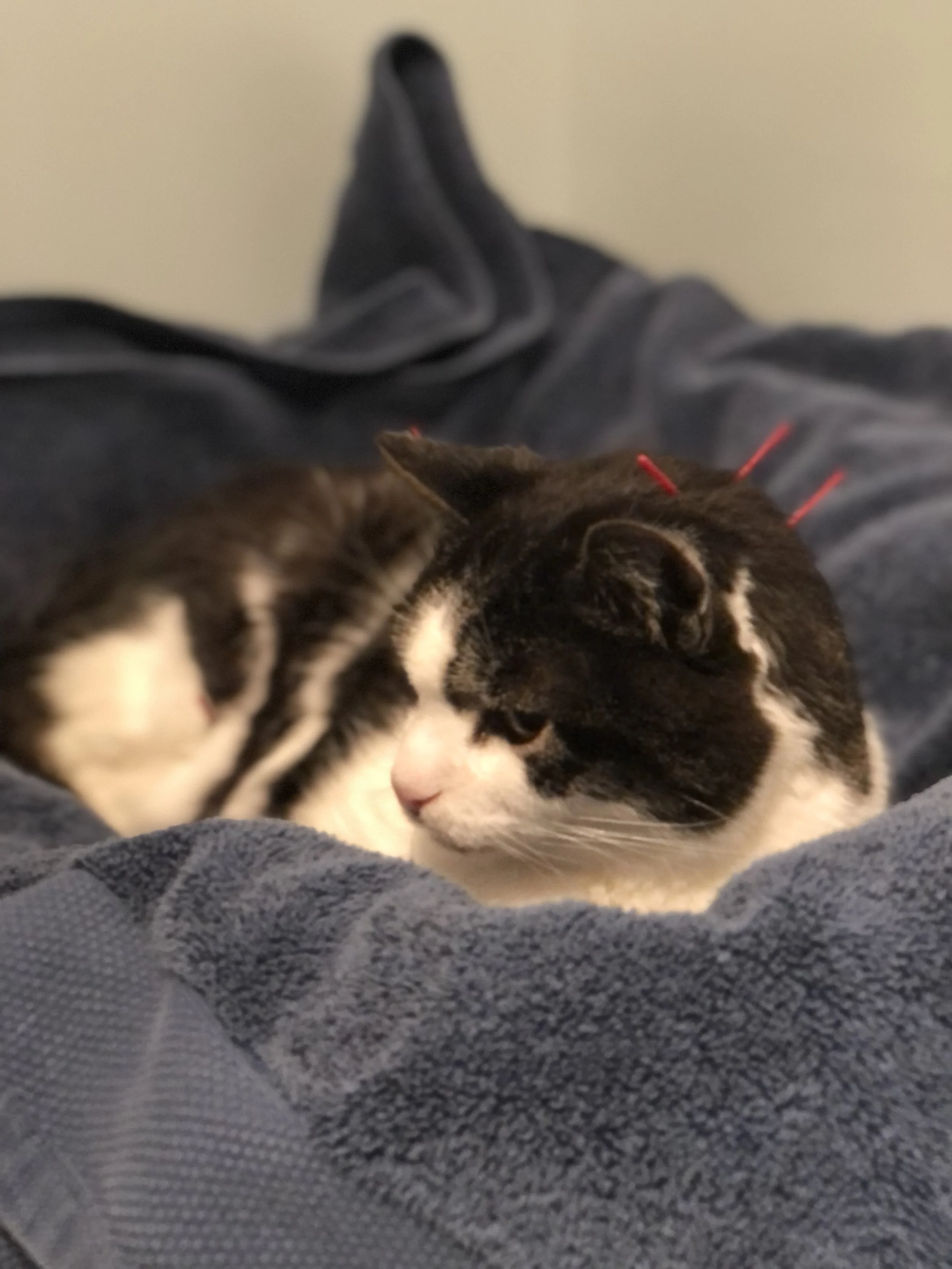 acupuncture for pets