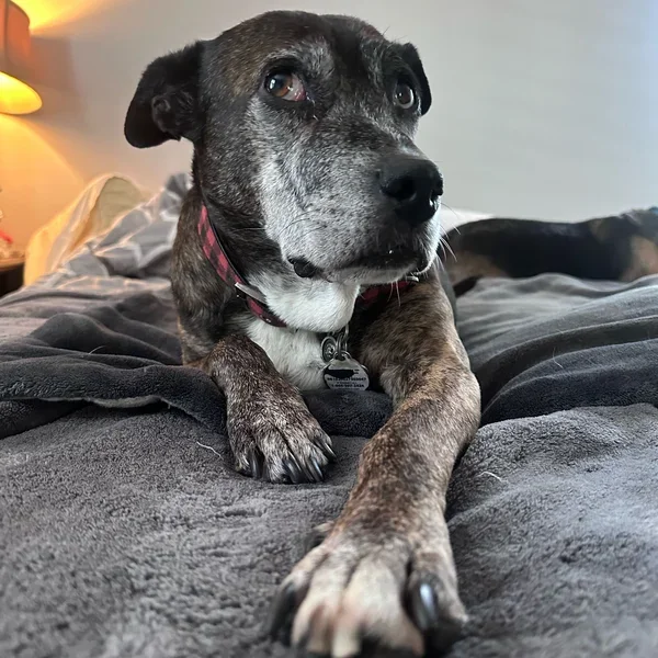 Senior dog with a gray muzzle resting comfortably at Naturopawthic Veterinary Wellness Center