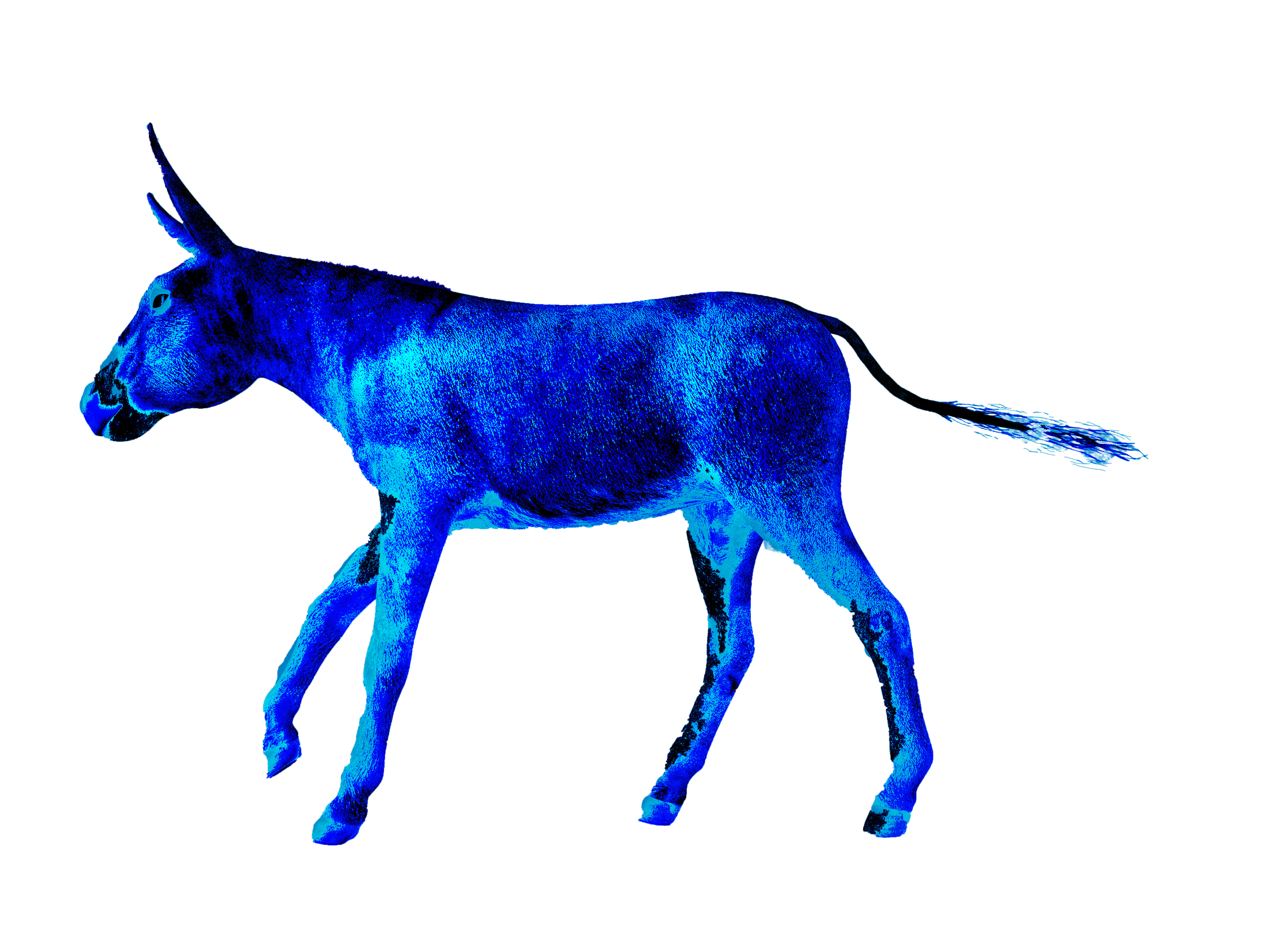 Donkey PNG FInal.png