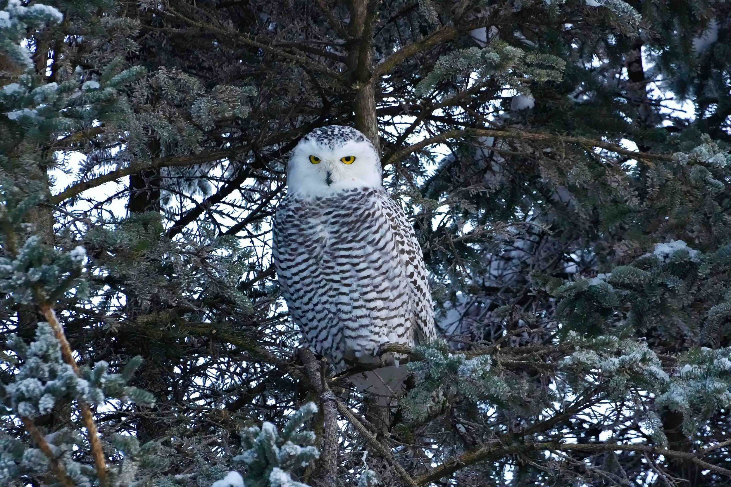 Smart Birding: Essential Apps for the Modern Birder
