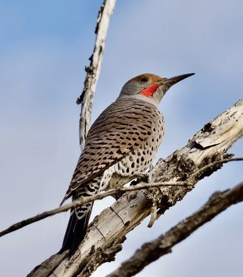 Anchorage Christmas Bird Count Wrap-Up