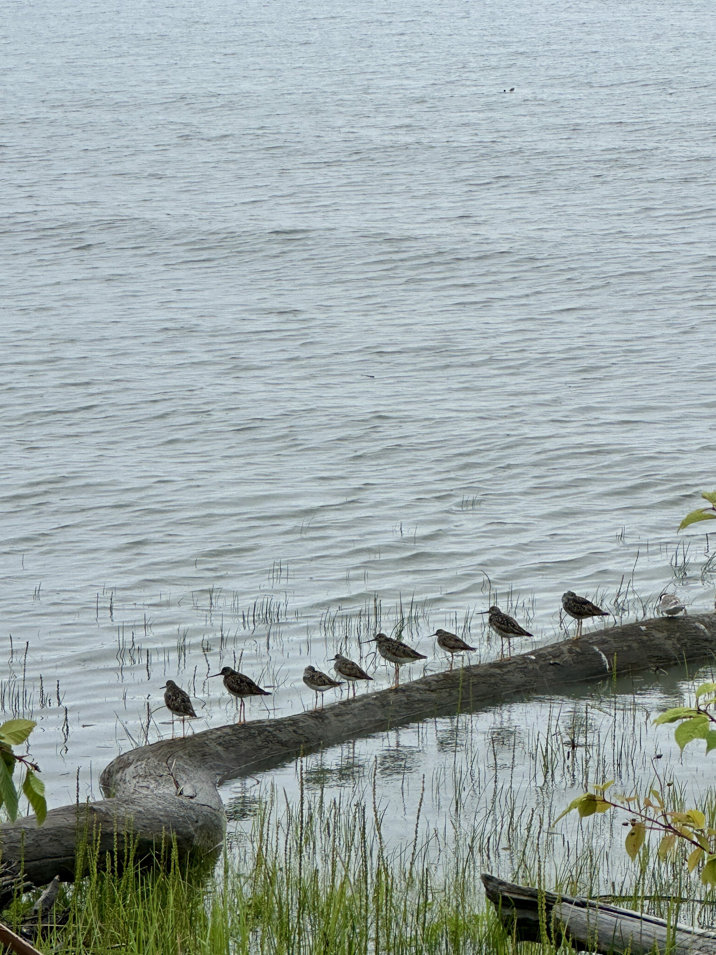 Peep Birds and eBird