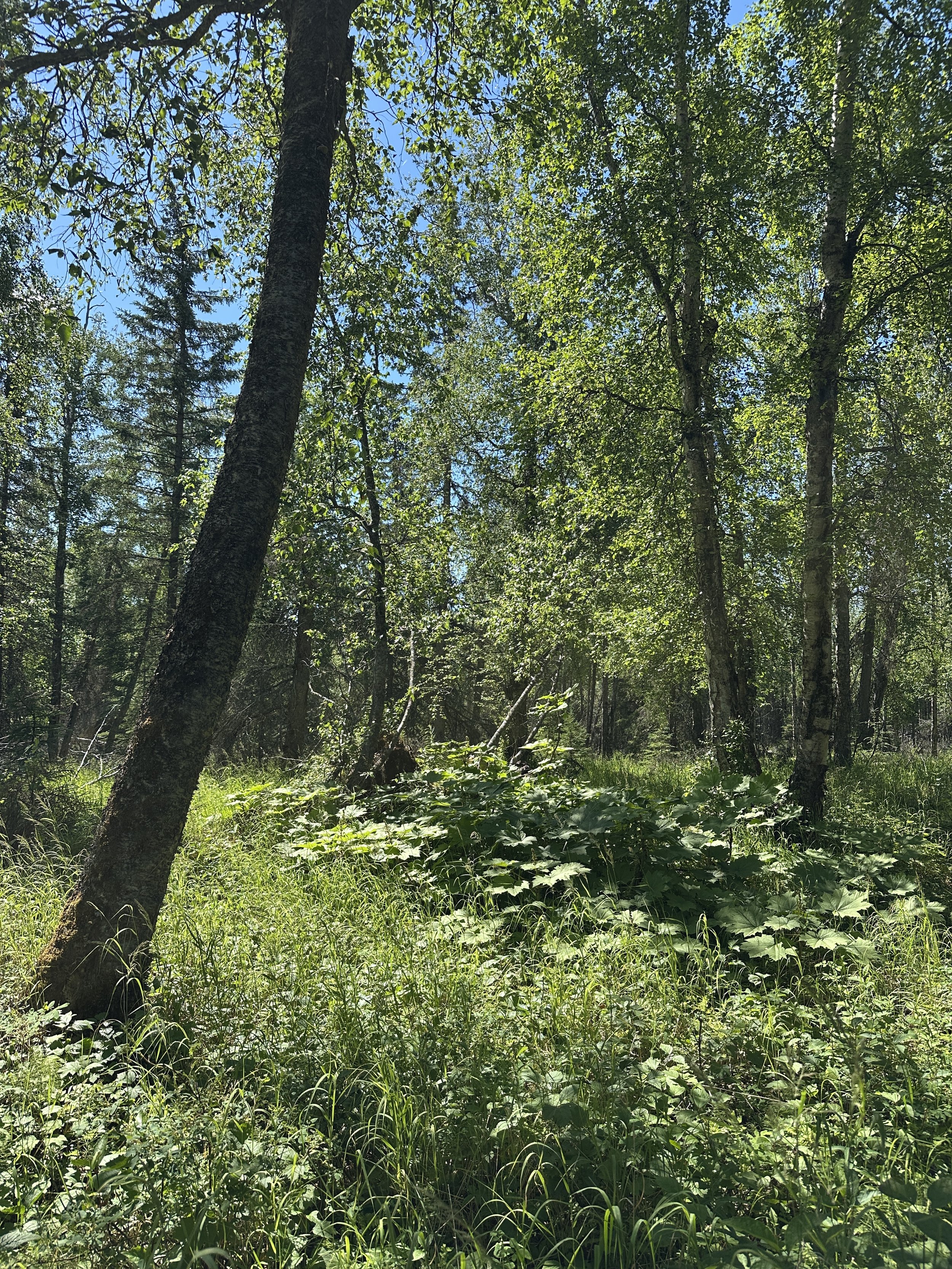 Native Planting at Valley of the Moon Park