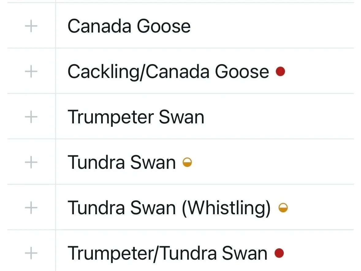 Intro to eBird at Audubon Bench