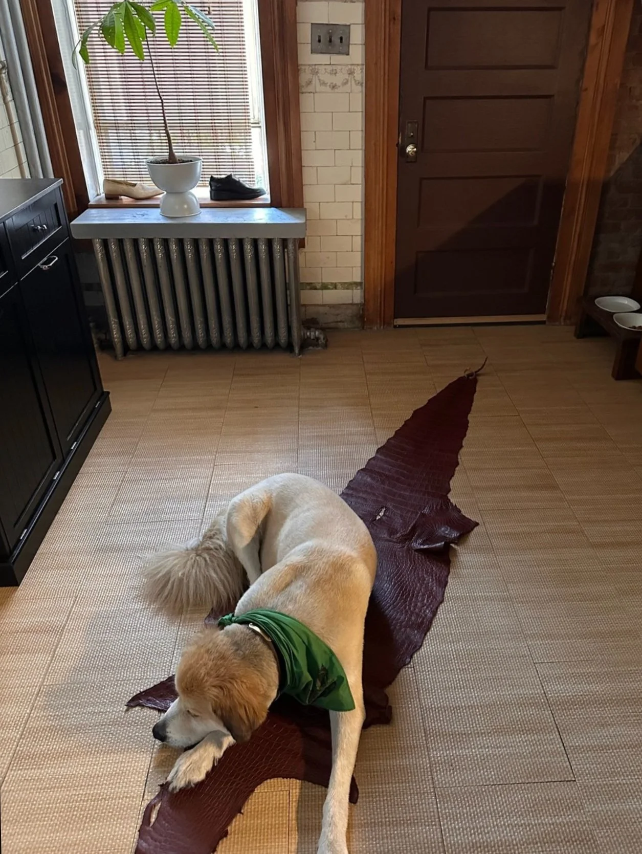 Screen Shot 2023-07-02 at 12.56.58 PM.jpg