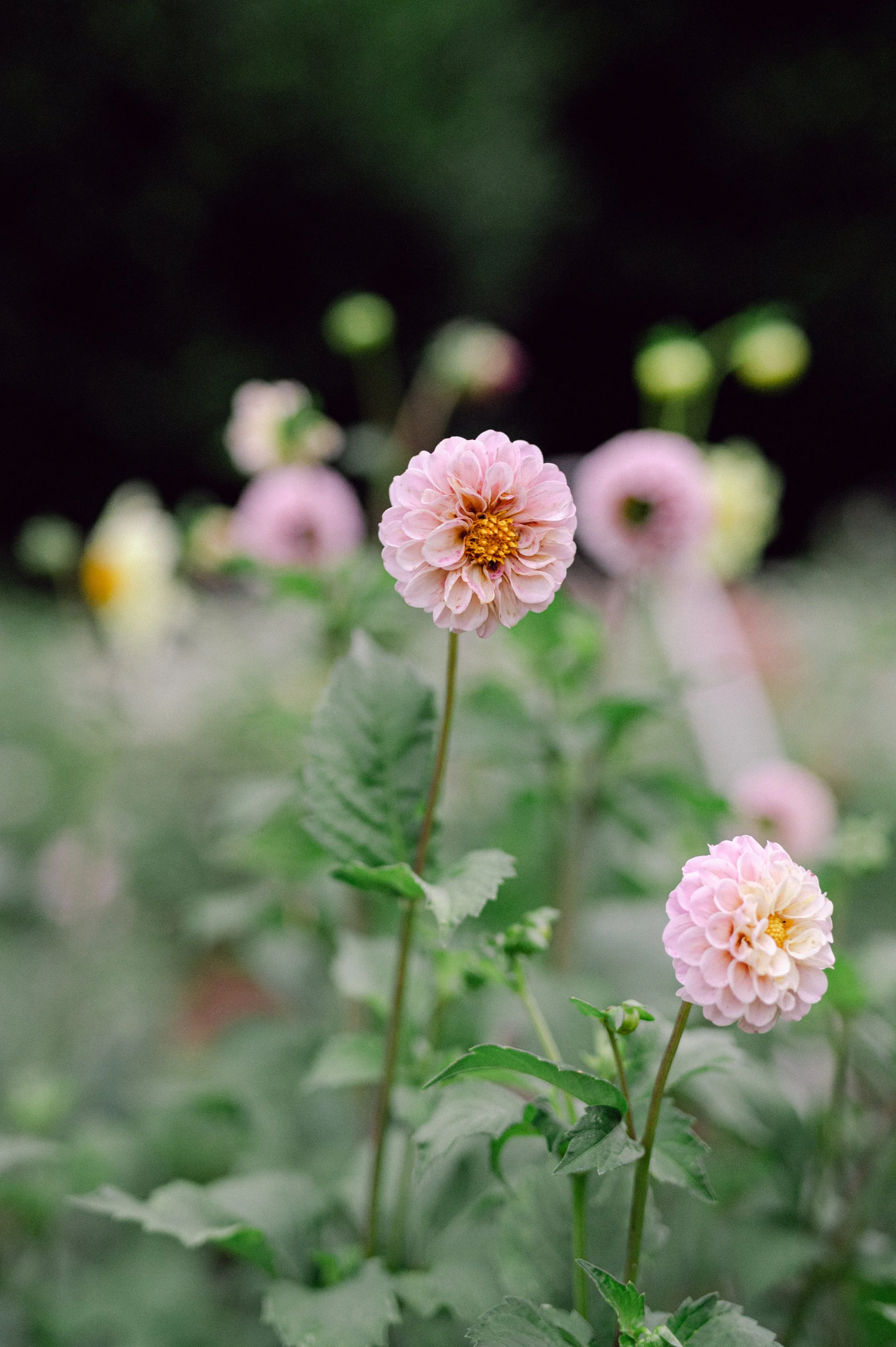 private home and gardens at Nashville wedding venue