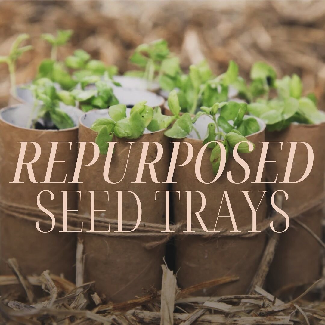 I was happy to contribute to this Homes &amp; Gardens article on DIY seed trays. There are so many great household items that can be repurposed as germination chambers.  If you&rsquo;re gearing up to sow soon, take a look! 

Article linked in profile