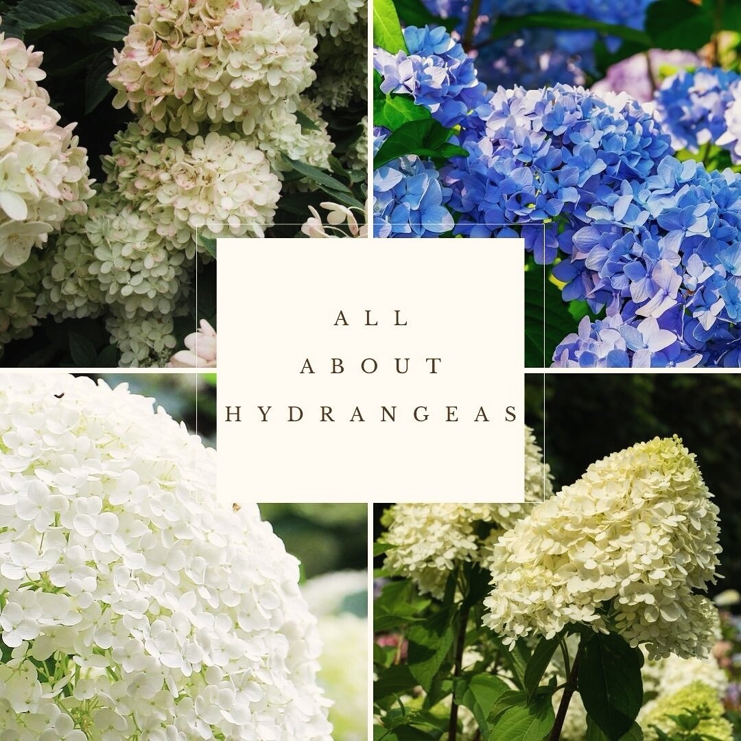 Who doesn&rsquo;t love a hydrangea? 

I was recently asked to help demystify the different blooming times and pruning needs of everyone&rsquo;s favorite perennial for LivingEtc. They&rsquo;re really quite simple once you know which type(s) you&rsquo;