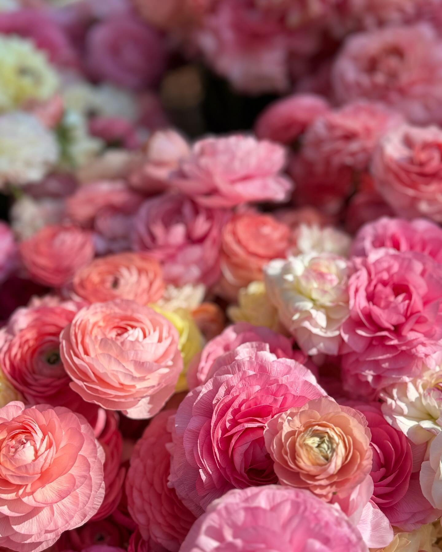 ATTENTION NASHVILLE FLORISTS, DESIGNERS &amp; ranunculus enthusiasts!! 🌸🌸🌸🌸🌸🌸🌸

I&rsquo;m selling my specialty Italian ranunculus blooms (varieties: elegance, grand success, tuareg, nuance) BELOW WHOLESALE by the bunch in order to flip the bed