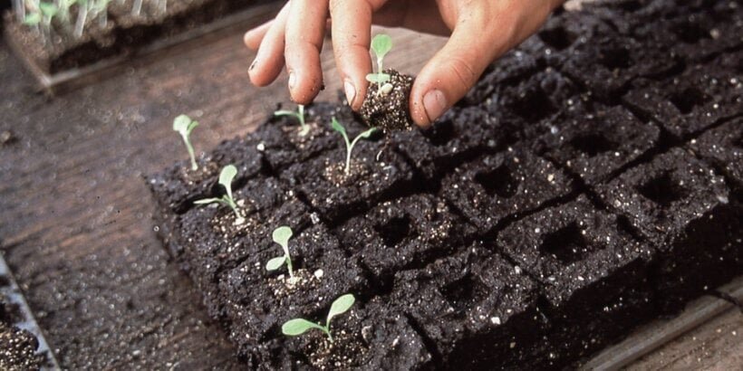 Seed-Starting Workshop, Sunday February 15, 2 p.m.