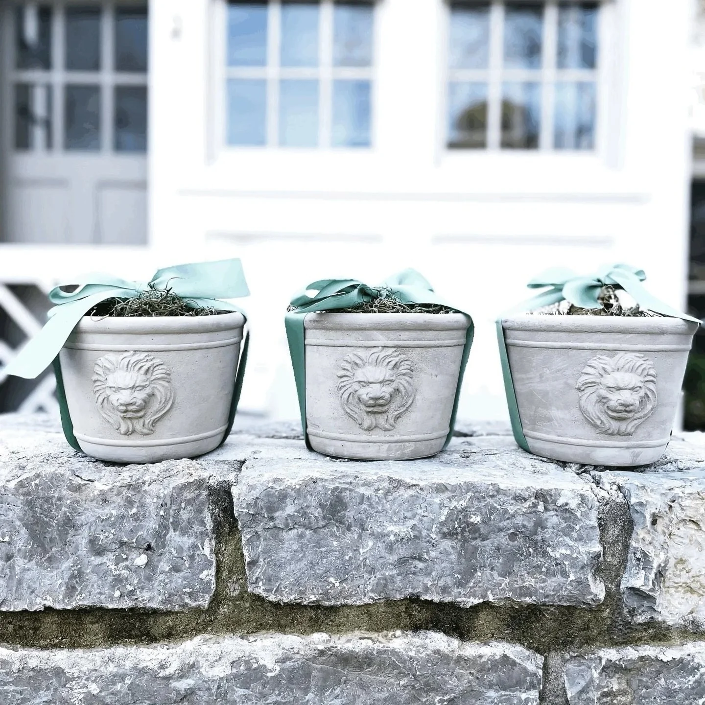Need a thoughtful last minute gift? Every year we sell out of our beautiful (&amp; heavy!) concrete lion&rsquo;s head planters with amaryllis. And the best part is that both bulb and planter are reusable year after year! 

We still have a few set asi
