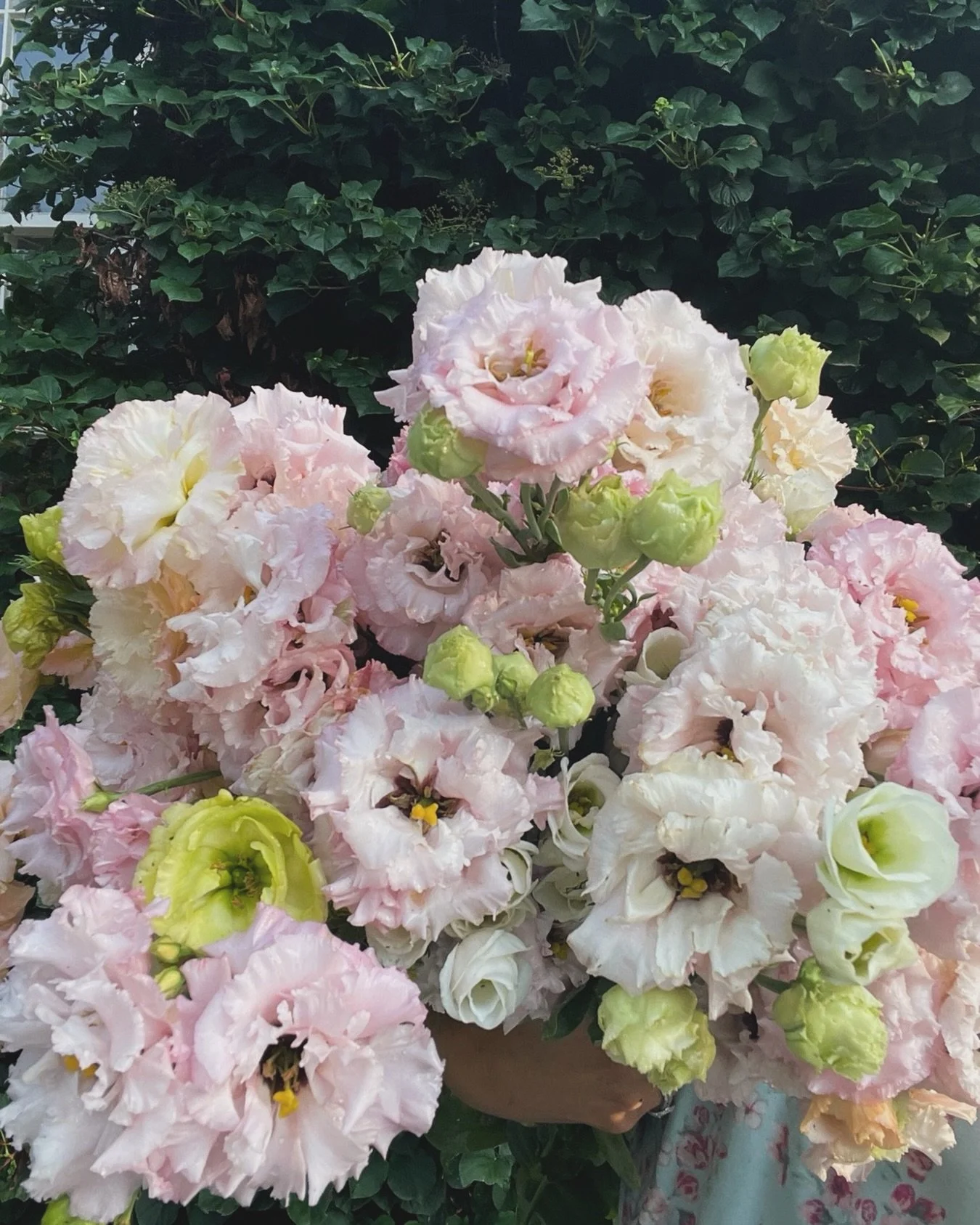 Lisianthus make you pay (up to 9 months seed to bloom in some cases), but honestly, is there a prettier old fashioned bloom? She makes me emotional. I&rsquo;ll never not grow her en masse. 

#lisianthus #bloomandbounty #nashvillefloraldesign #nashvil