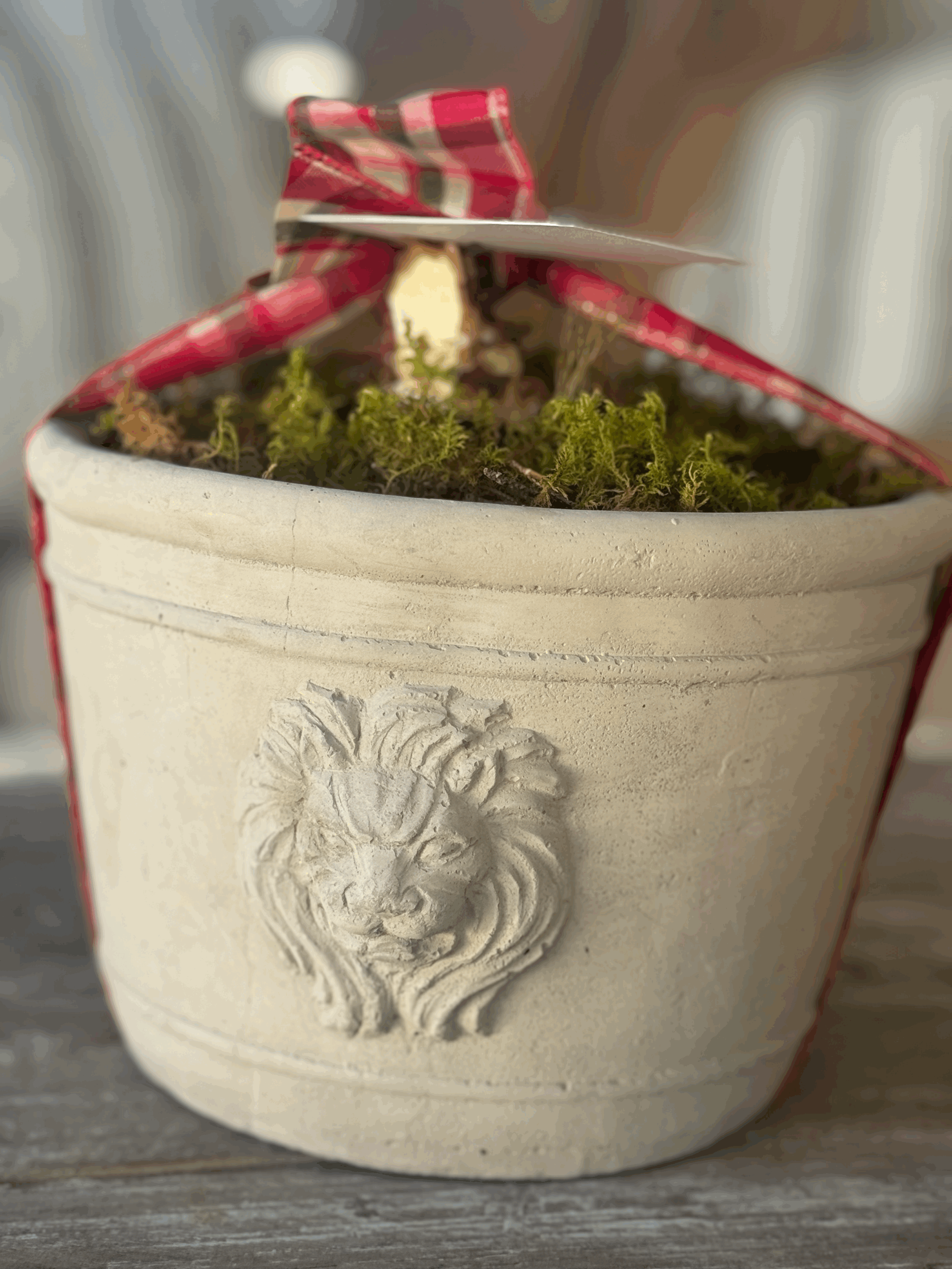 Double Amaryllis Bulb in Lion's Head Planter