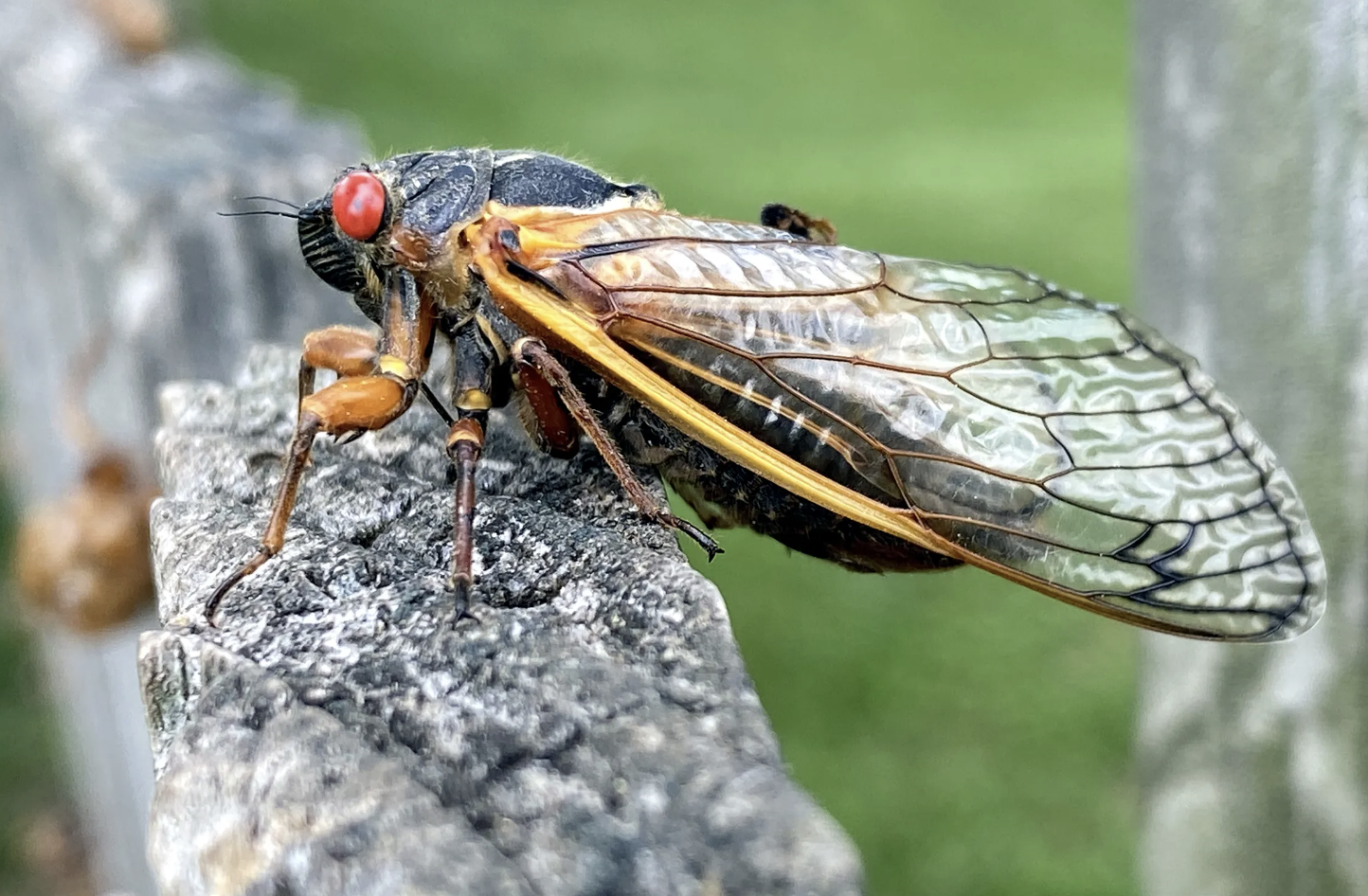 Screenshot 2024-11-03 at 12.51.26 PM.png