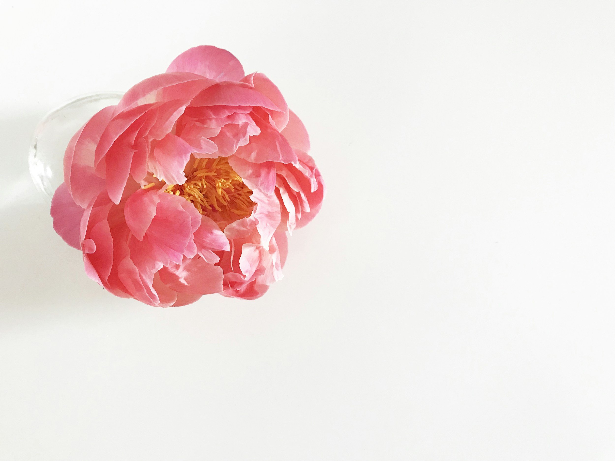 A pink peony flower floating in a clear round glass vase on a white surface with a plain white background.