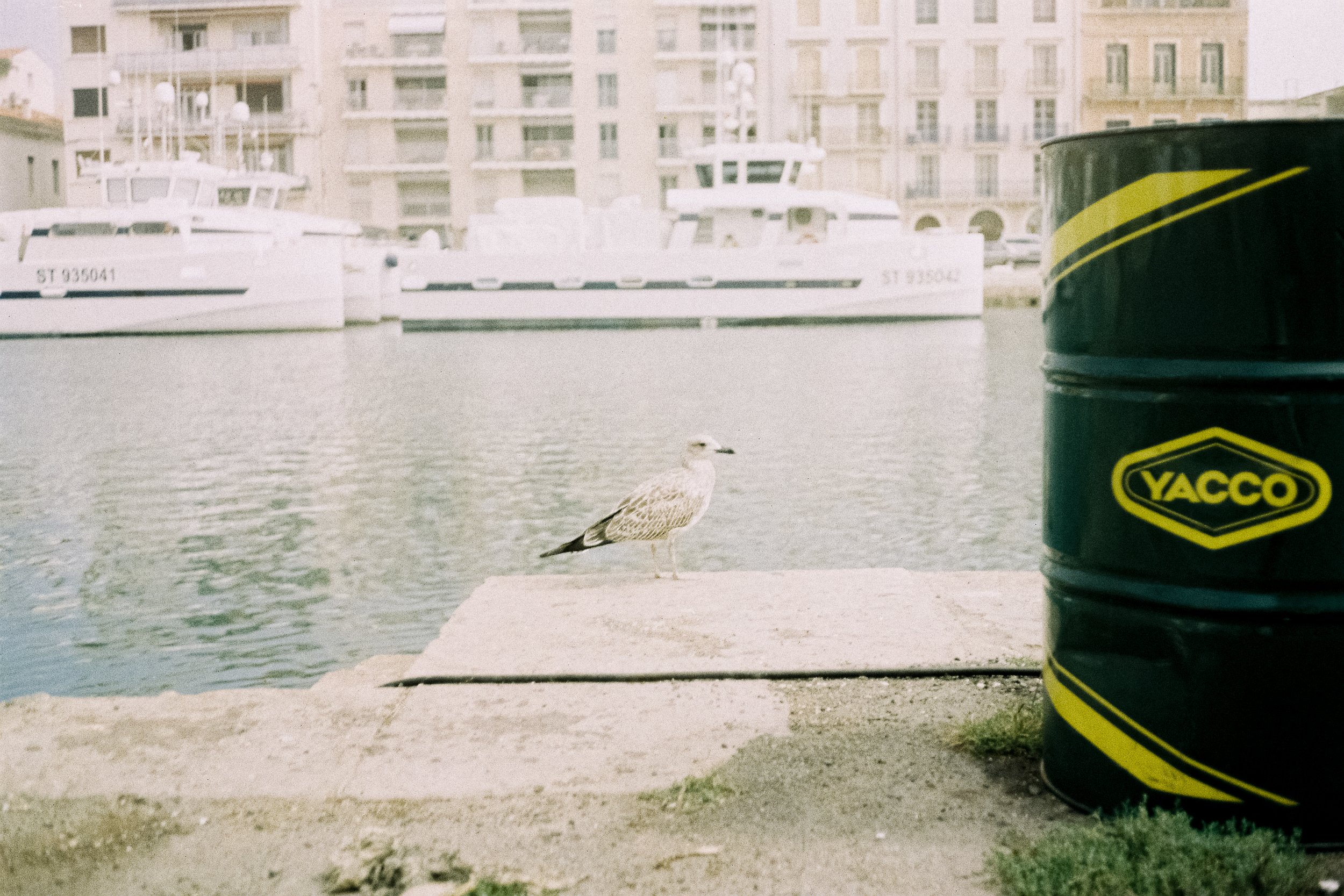 3465 - 2024.04.11 - Allison Marotta - Kodak Ultramax 400 -2.jpg