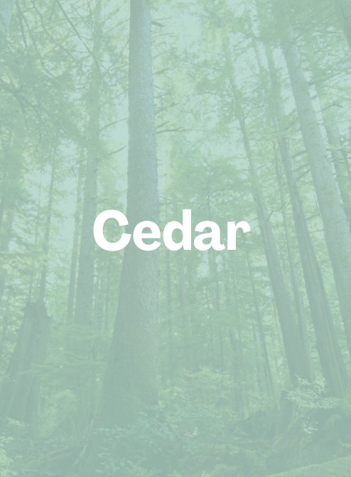 Cedar.png