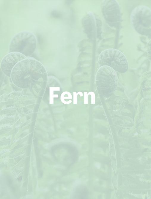 Fern.png
