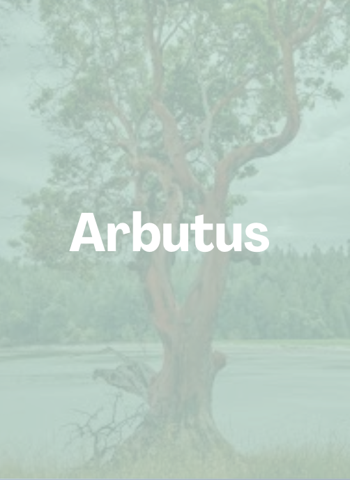 Arbutus.png