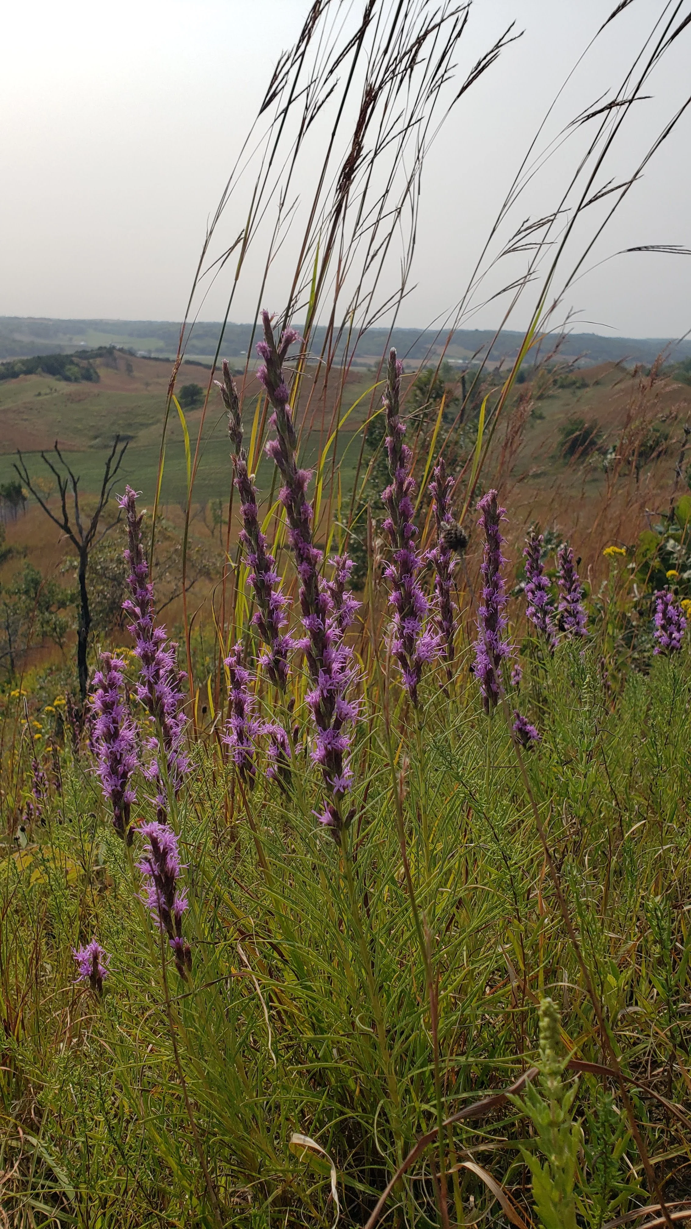 liatris punctata (2).jpg
