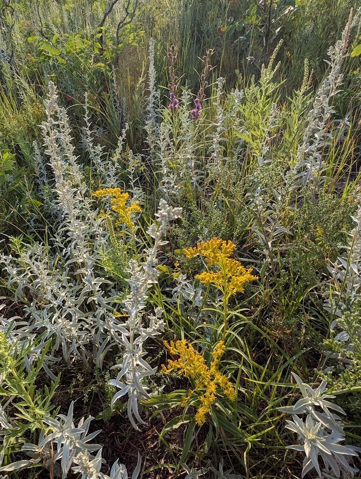 PXL_20250815_132805125.jpg