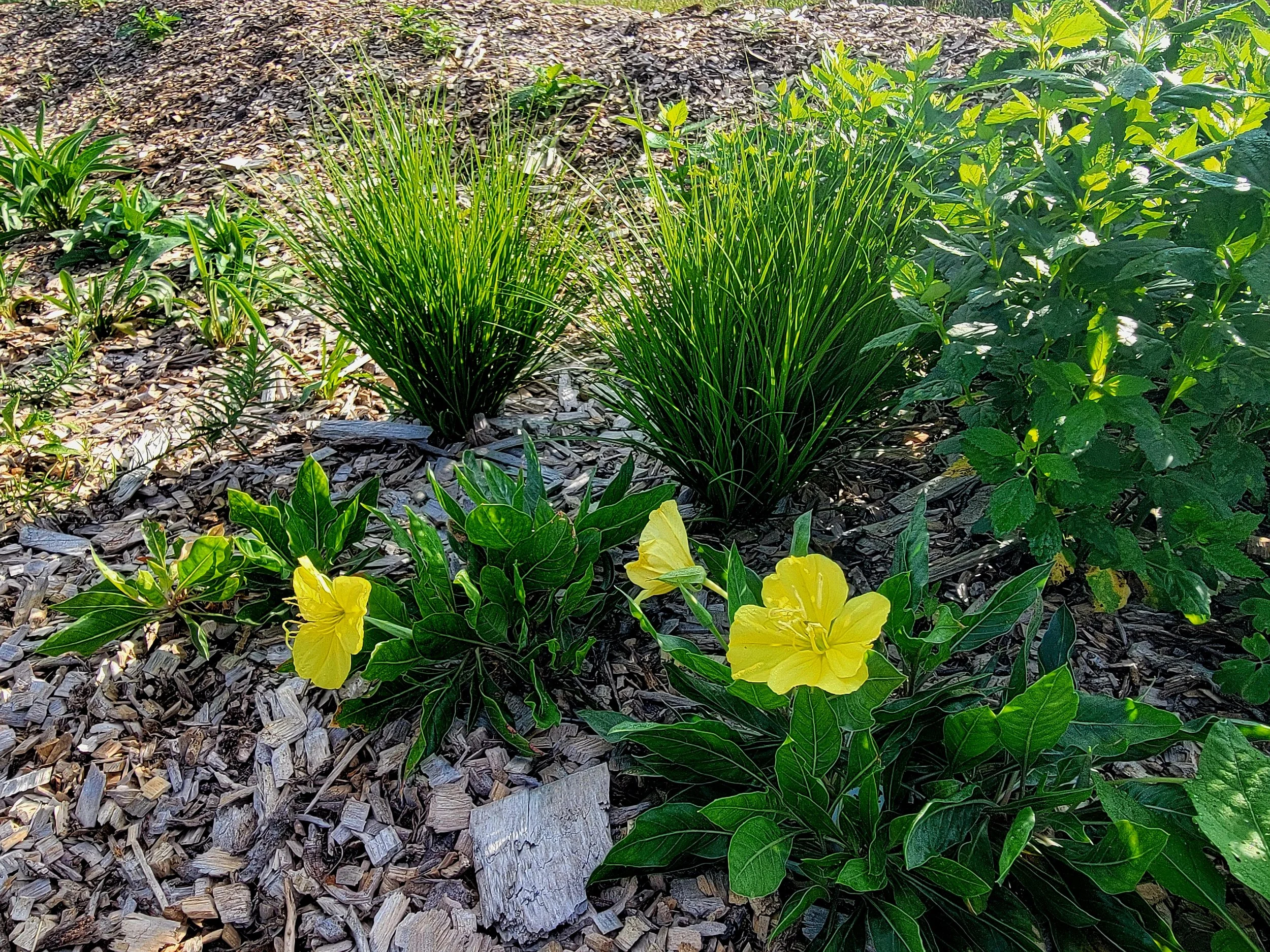 Missouri Evening Primrose (Oenothera macrocarpa) — Pollinator Alliance ...