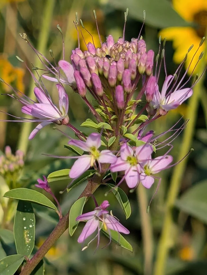 Rocky Mountain Bee Plant (Cleomella serrulata)