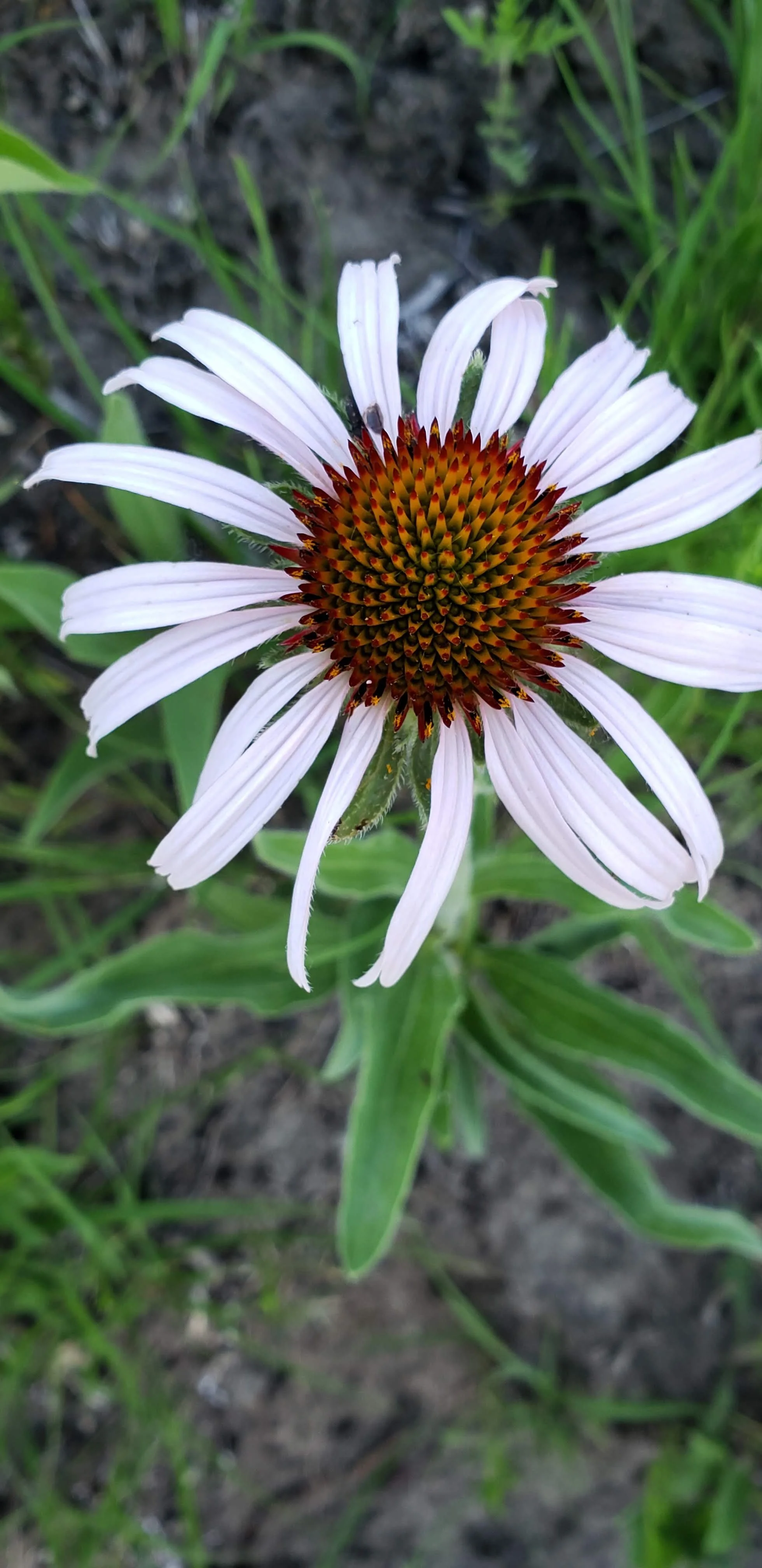 echinacea (9).jpg