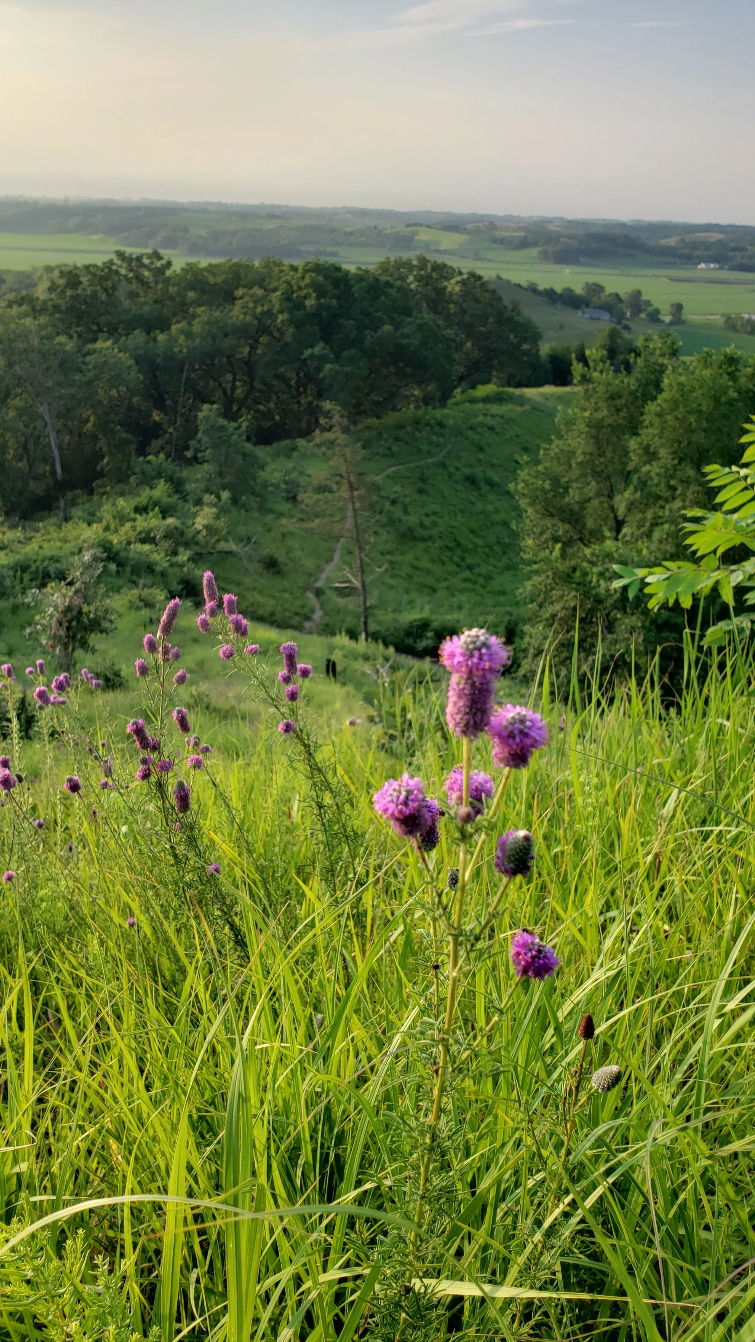 dalea purpurea (5).jpg