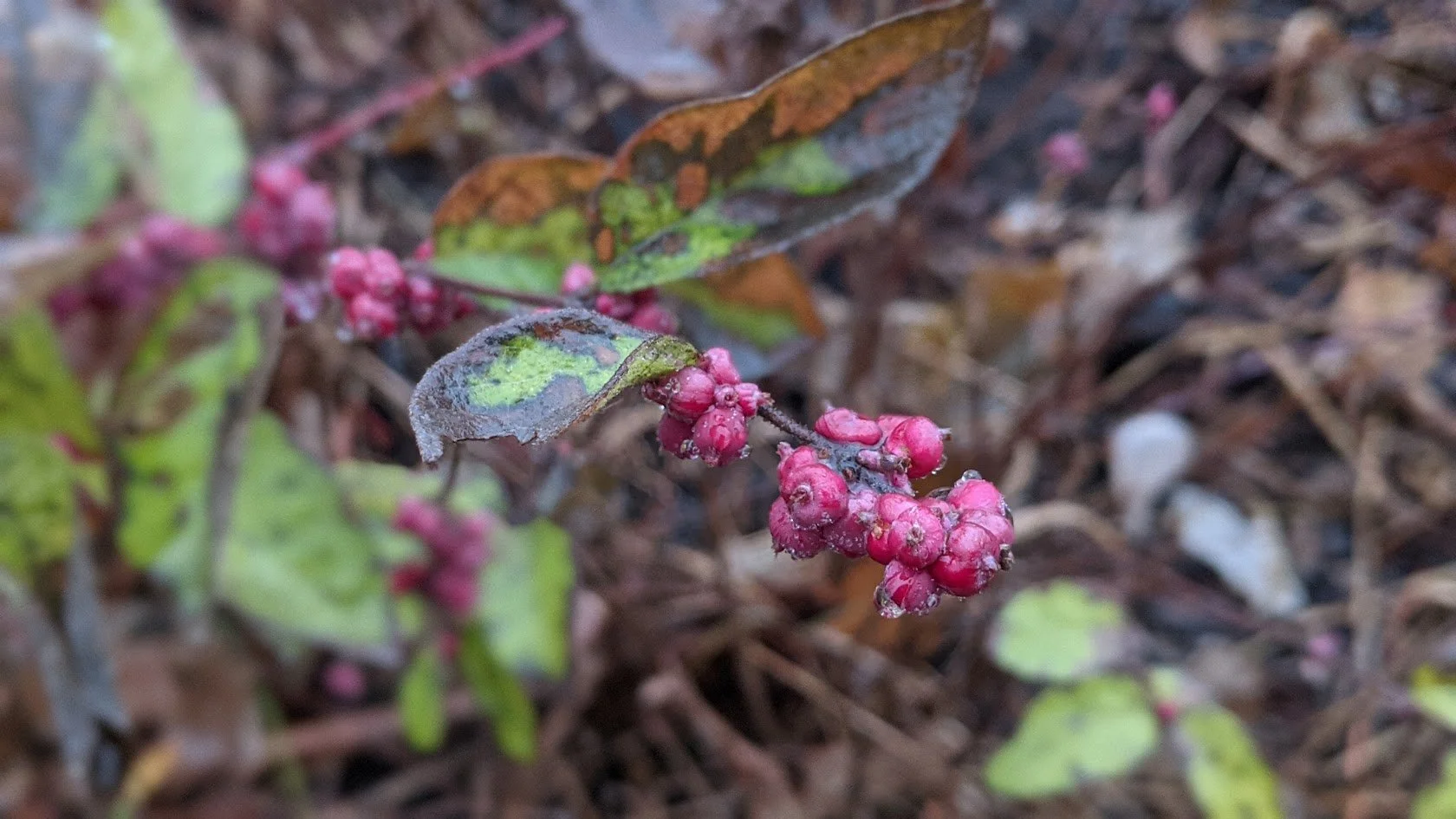 Coralberry (Symphoricarpos orbiculatus)