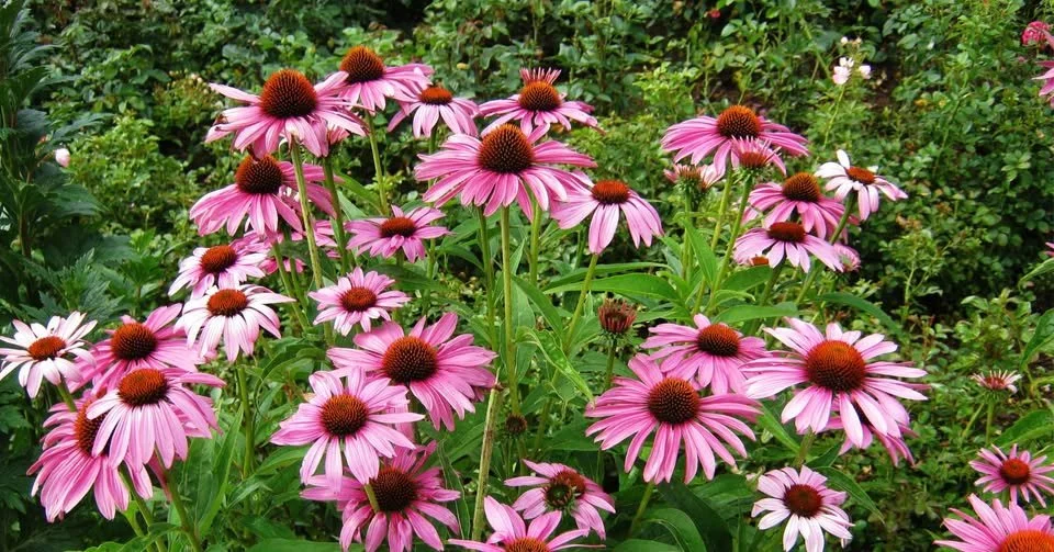 Native Planting Workshop