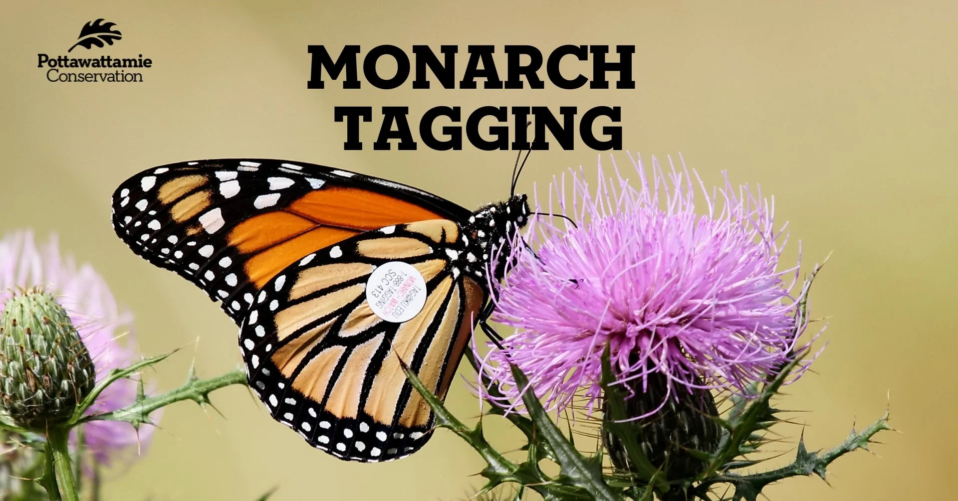 Monarch Tagging - 11:00AM