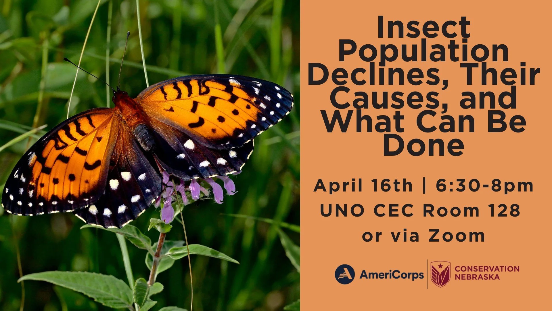 Insect Population Declines, Their Causes, and What Can Be Done