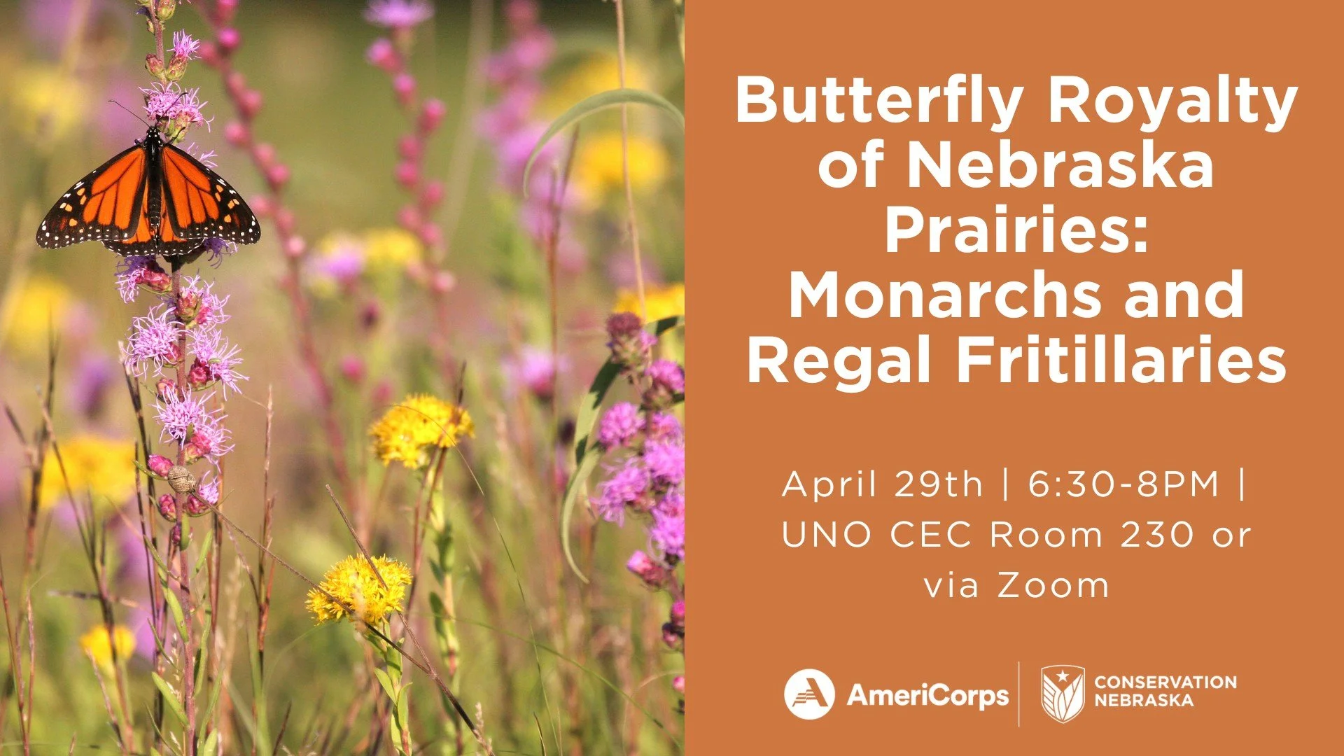 Butterfly Royalty of Nebraska Prairies: Monarchs and Regal Fritillaries