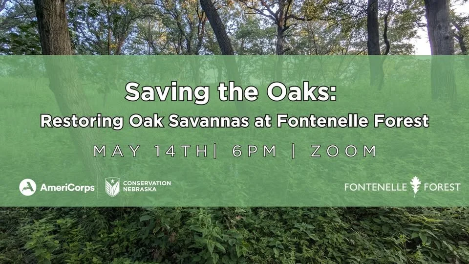 Saving the Oaks: Restoring Oak Savannas at Fontenelle Forest
