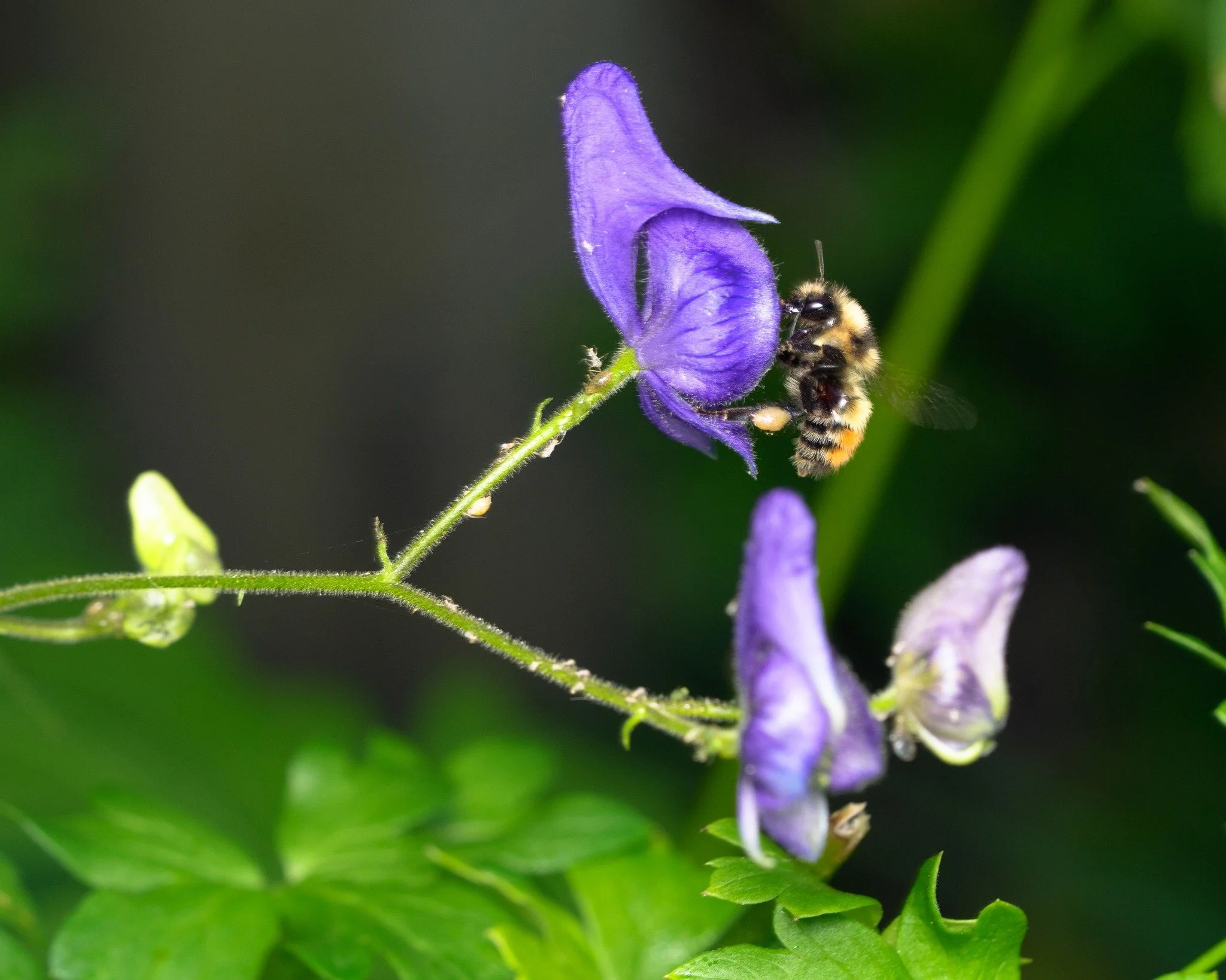Bumble Bee Atlas: Ecology And Conservation